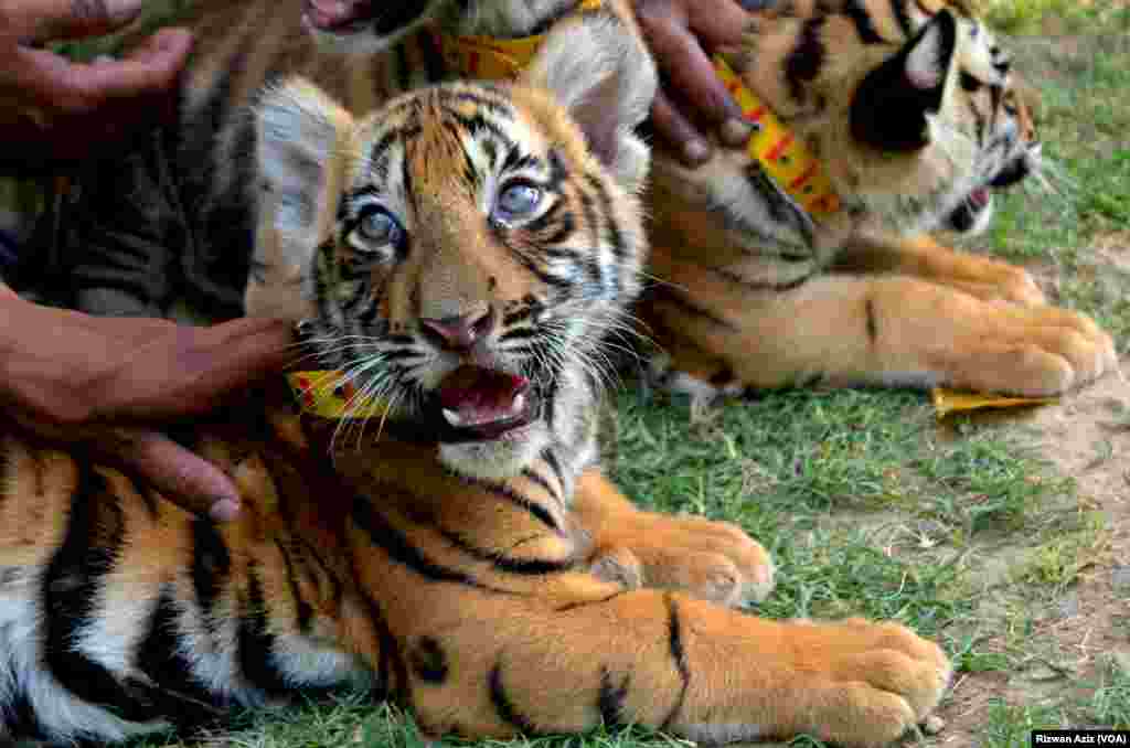 ان بچوں میں دو مادہ اور ایک نر ہے۔