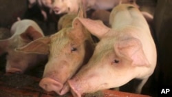 Arhiva, ilustracija - Svinje na farmi u Vijetnamu.