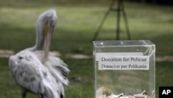 A donation box for pelicans is placed in Divjaka-Karavasta Lagoon, western Albania, Tuesday, June 22, 2021.The pandemic has brought one good thing to the Divjaka-Karavasta Lagoon in western Albania - calmness for the pelicans and increase of their numbers