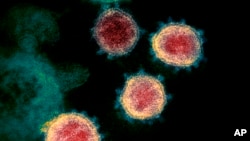 This undated electron microscope image made available by the U.S. National Institutes of Health in February 2020 shows the coronavirus that causes COVID-19. The sample was isolated from a patient in the U.S. (NIAID-RML via AP)