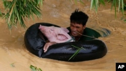 A resident uses an inflated inner tube to bring a pig to safety in floodwaters brought about by Typhoon Koppu at Zaragosa township, Nueva Ecija province, north of Manila, Philippines Monday, Oct. 19, 2015. (AP Photo/Bullit Marquez)