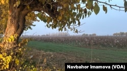 Toshkent viloyati paxtazorlari, 11-noyabr, 2024 