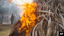 Quinze tonnes de défenses d'éléphants sont détruites lors d'une cérémonie lutte anti-braconnage au parc national de Nairobi au Kenya, 3mars 3, 2015. (AP Photo / Khalil Senosi)