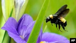 A bee takes off from a flower at Sheldon Lake State Park and Environmental Learning Center in Houston, April 20, 2020. 
