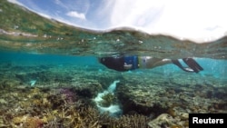 The coral reefs in the Great Barrier Reef in Australia are dying from pollution. Coastal sugar plantations allow fertilizer to run into the ocean water. 