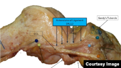 Belgian surgeons say they have discovered a new body part. (University of Leuven)