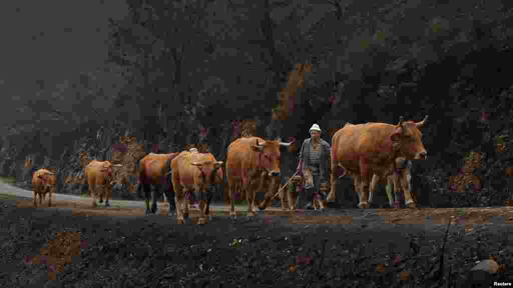 Manoma na tafiya da dabbobinsu a gefen wata fadama a kasar Spaniya &nbsp;