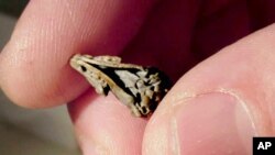 The fossil of the Jurassic mammal Hadrocodium wui - its skull is only 12 millimeters long and estimated to weigh just 2 grams.