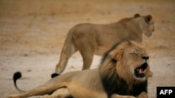 This handout picture taken on October 21, 2012 and released on July 28, 2015, by the Zimbabwe National Parks agency shows a much-loved Zimbabwean lion called "Cecil" which was allegedly killed by an American tourist on a hunt using a bow and arrow.