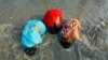 Female Hindu pilgrims take a dip at the confluence of the Ganges river and the Bay of Bengal at Sagar Island, India, January 13, 2012. (Reuters)