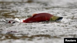 A sockeye salmon scurries through shallow water in the Adams River in British Columbia, Canada, Oct. 11, 2006.