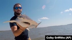 Scientist Bryan Keller holds a bonnethead shark. Keller is among a group of scientists that found sharks use the Earth’s magnetic field as a sort of natural GPS. This permits them to swim across great distances in the world’s oceans. (Photo courtesy Bryan Keller via AP)