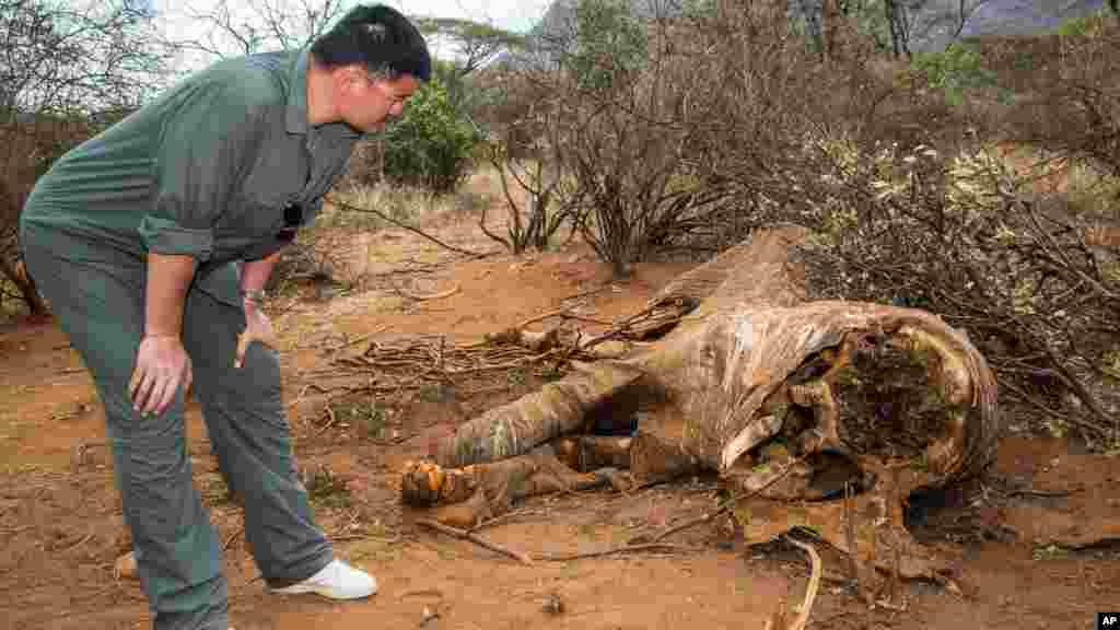 Former National Basketball Association star Yao Ming was the headliner in an film documentary that appeals to Chinese consumers to stop collecting ivory. In his anti-poaching campaign, Ming was filmed viewing the carcass of an elephant killed for its tusks in Kenya&#39;s Samburu region. &nbsp;