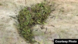 These army worms are destroying a rice­ paddy field in Cambodia. Farmers are facing attacks from millions of worms followed a climate change. (Courtesy photo: Ministry of Agriculture's General Department of Agriculture)