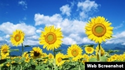 Vitamin D, the "sunshine vitamin," helps our bodies in many ways. The latest discovery is how it helps people with breast cancer. 