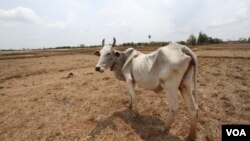 រូបឯកសារ៖ សត្វ​គោ​ឈរ​​នៅ​ទីវាល​​មួយ​នៅ​ភូមិ​អំពិល​ផ្អែម ស្រុកពញាឮ នៃ​ខេត្ត​កណ្ដាល នៅ​​ថ្ងៃទី​១៣​ ខែ​ឧសភា​២០១៦។​​ ​(VOA) 