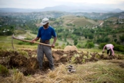 Thomas Absolue, 64, harvests vetiver roots, used to produce an essential oil used in fine perfumes, on a farm in Les Cayes, Haiti.