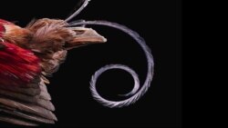 Photographer's Dream Assignment Puts Focus on Feathers