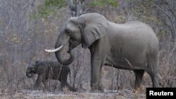 FILE - Elephants graze inside Zimbabwe's Hwange National Park, Aug. 1, 2015.