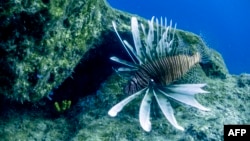 A lionfish is seen at the Table Top dive site off the coast of Capo Greko on January 15, 2018.