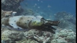 Scientists Create New Maps of Ocean Floor