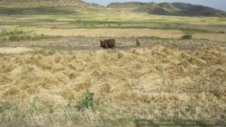 ራያ ቢራ ፋብሪካ ገበሬዎችን በመኖ እያገዘ ነው /ርዝመት - 5ደ28ሰ/