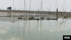 ស៊ងត្រី​ដែល​ត្រូវ​បាន​គេ​ពង្រាយ​ក្នុង​បឹង​តាមោក។ (ហ៊ុល រស្មី/VOA)