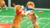 เอาด้วย! น้องหมาลงเเข่ง Puppy Bowl - ความบันเทิงคู่ขนาน 'ซูเปอร์โบลว์'