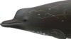 Testing Confirms New, Rarely Seen Whale in Pacific Ocean