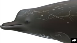 This undated illustration provided by National Oceanic and Atmospheric Administration Southwest Fisheries Science Center shows a species of beaked whale.
