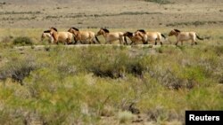 Kuda-kuda liar merumput di padang rumput Mongolia (foto: ilustrasi). 