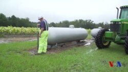 Florens to'fonidan fermerlar katta zarar ko'rmoqda