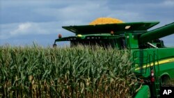 د امریکا په ایلونای ایالت کې د جوارو فصل