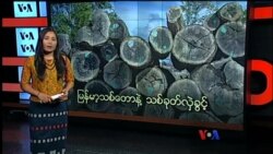 မြန်မာ့သစ်တောနဲ့ သစ်ခုတ်လဲှခွင့်
