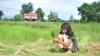 FILE - A child in Kampot province, Cambodia helps her family in the rice field, August 10, 2016. (S. Khan for VOA)