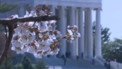Расцветаа црешите во Вашингтон