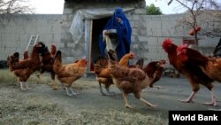 Wasu kaji a Afghanistan