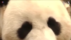 นักวิทยาศาสตร์พบสาเหตุทำไมแพนด้าต้องมีสี 'ขาว-ดำ'