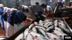 在北海道根室一个渔业加工厂，外籍劳工门正在剖解三文鱼，准备腌制（美国之音 歌篮）