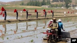 រូប​ឯកសារ៖ កសិករ​ស្ទូង​ស្រូវ​នៅ​កសិដ្ឋាន​សហករណ៍ Chongsan នៅ​សង្កាត់ Kangso នៃ​ទីក្រុង Nampho នៃ​ប្រទេស​កូរ៉េខាងជើង កាល​ពី​ថ្ងៃ​ទី៩ ខែ​ឧសភា ឆ្នាំ​២០២២។