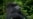 Rare Conservation Win: Mountain Gorilla Population Ticks Up
