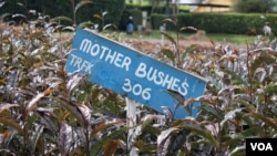 Purple tea was developed at the Tea Research Foundation of Kenya, Oct. 28, 2014. (Hilary Heuler / VOA)