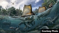 The only known dinosaur adapted to life in water, Spinosaurus swam the rivers of North Africa a hundred million years ago. (Art: Davide Bonadonna, and Oct. edition of National Geographic magazine)