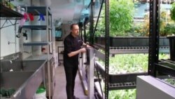 Tumbuh Pesatnya Industri Sayur Mayur Hidroponik