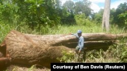 A ranger stands beside a rosewood tree that was illegally felled in a protected forest in the Phnom Tnout Wildlife Sanctuary, Preah Vihear province, Cambodia, April 5, 2018.
