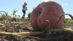 Američki poljoprivrednici pred izbore razmatraju tarife i troškove