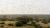 UN Warns Of 'Major Shock' As Africa Locust Outbreak Spreads