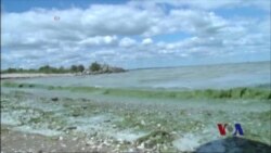 海藻污染全球的水路