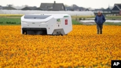 Theo the robot walks with his namesake checking Dutch tulip fields for sick flowers in Noordwijkerhout, Netherlands, Tuesday, March 19, 2024. (AP Photo/Peter Dejong)