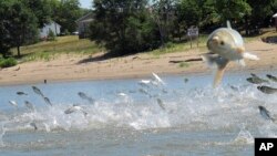 FILE - In this June 13, 2012 file photo, Asian carp, jolted by an electric current from a research boat, jump from the Illinois River near Havana, Ill. 